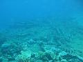 2008-05-16 (2) --- Parco Nazionale di 'Ras Mohamed' - Shark Reef & Yolanda Reef --- CIMG1125